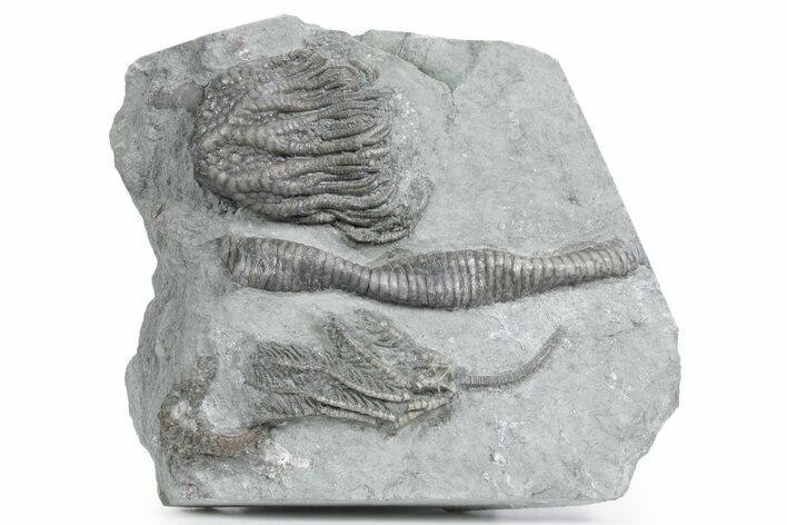 Fossil Crinoid Plate (Two Species) - Crawfordsville, Indiana #358063